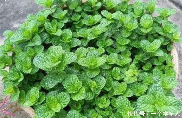 5种花好看又好养,叶片自带“香气”,每天闻一闻,提神又醒脑!