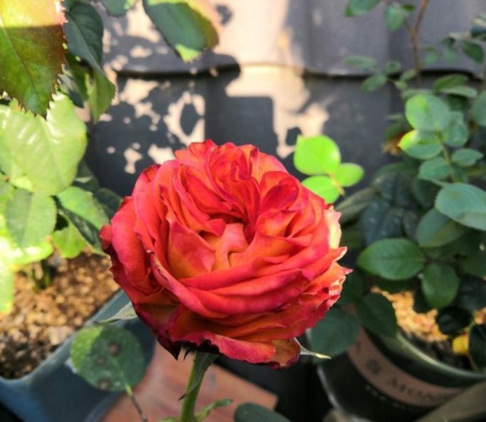 号称看门花的漂亮花卉,种在门前,邻居总想看