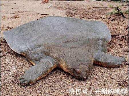 胆大包天，钓到鼋竟然敢网上公开叫卖！是钓鱼人的愚昧还是无知