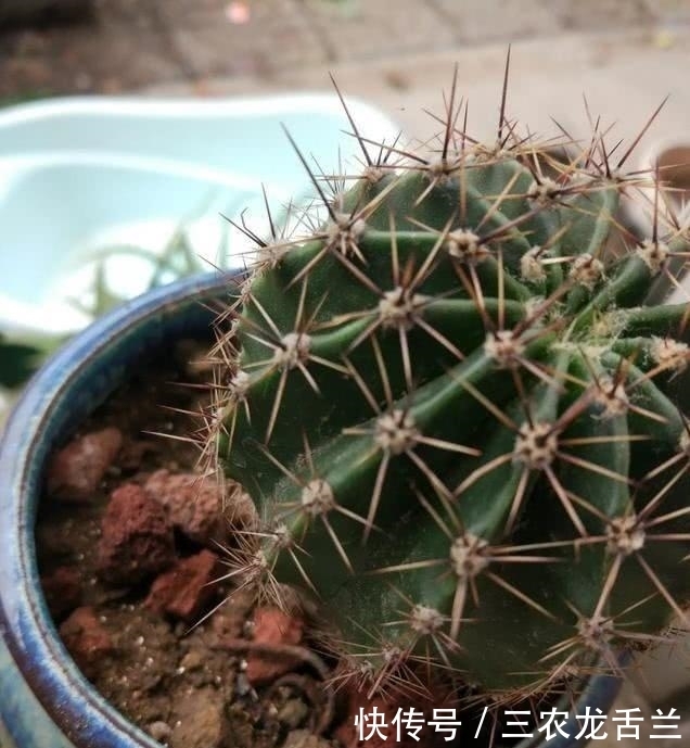 花友太懒不要怕, 这些植物怎么忘都养不死