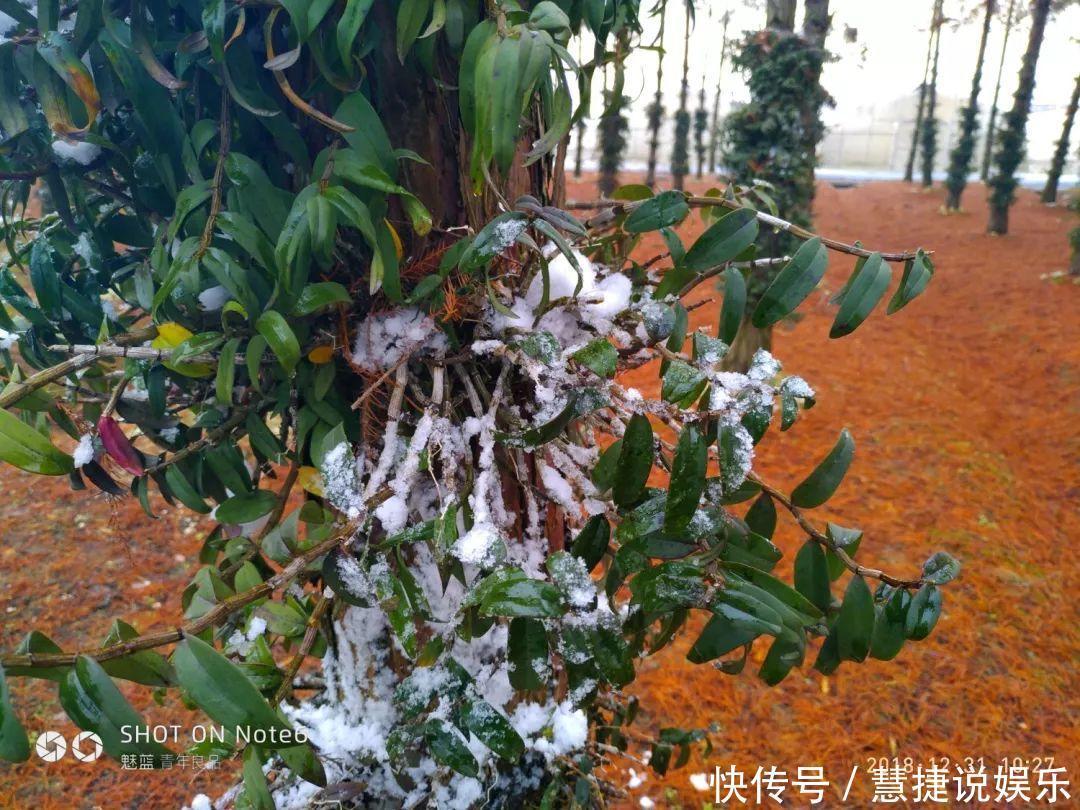 蝴蝶兰不用土不用肥,1块树皮就能活!