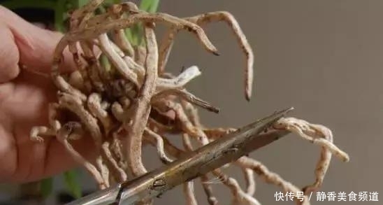 花盆|花卉换盆时,这些没做好,就等于白换了