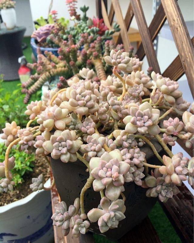 多肉|夏天多肉浇水,有小技巧,3个错误不要犯,小心多肉变“烂肉”