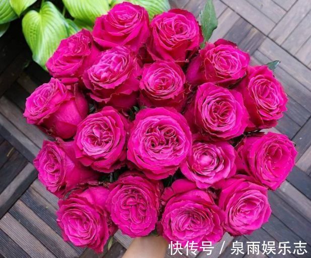 玫瑰|热爱菊花,不如养盆“优良玫瑰”香格里拉,花开美艳,芳香四溢