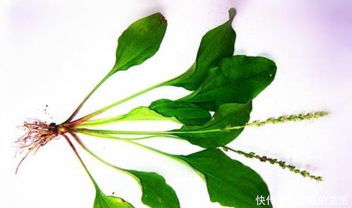 妙用|车前草虽小,养生大功效多吃的顶级妙用,只有老中医才知道