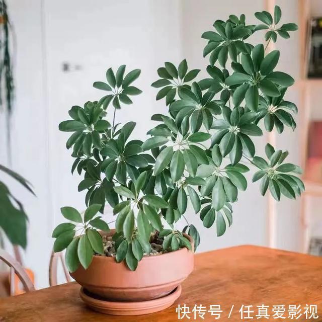 客厅养花就选这5种,清雅又大方、越养家里越干净,越养越健康