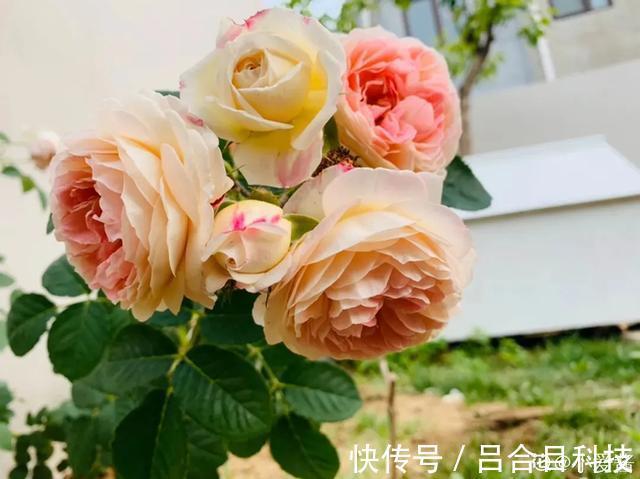 月季|22种最漂亮的月季，一次能开300天，满屋飘香开花多