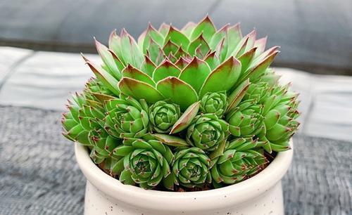 侧芽|养多肉观音莲,做好三件事,上色美冒新叶,憋出一圈侧芽