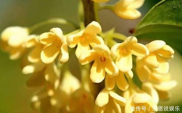 文人雅士|此花颇得文人雅士的喜爱,芬香独一无二,花开即丰收