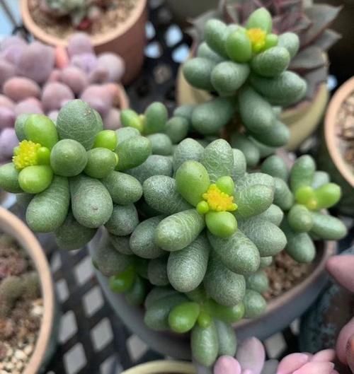 养多肉坚持很重要，都说很丑的龟之卵，六年时间变悬崖桩，真好看