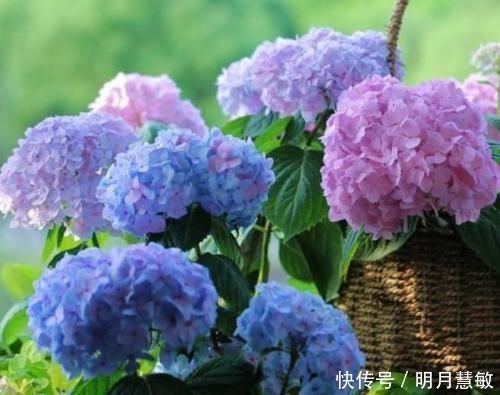 3种花“超好养”，不怕冷、不怕热，开花漂亮花期长！