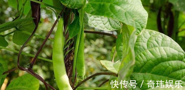 溶血素|聪明人爱吃3种蔬菜，排毒养颜，有益健康，早吃早好！