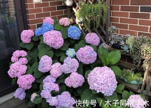 繁殖|3种花不用买,路边掰点枝叶扦插,天热生根快,轻松繁殖一大群