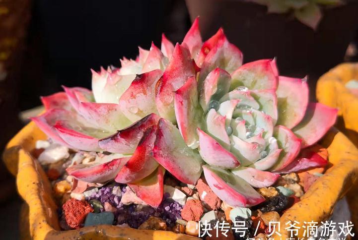 刚入坑的新手,不要错过这6款多肉,好养不说,冬天还能轻松变美