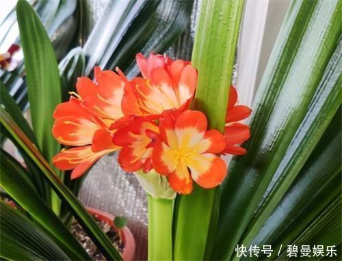 养花|养君子兰,在盆里下“猛料”,叶绿根肥,年年开花收不住