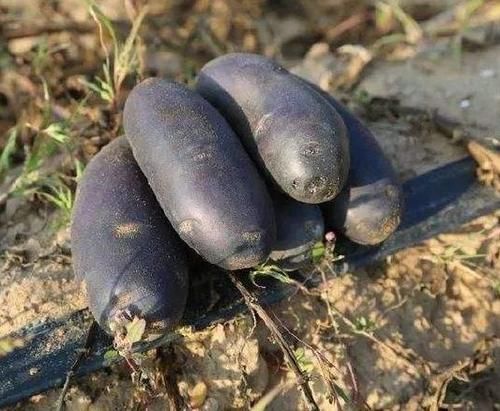 中年人不想变老，吃以下食物，延缓衰老，排毒消脂，谁吃谁变好