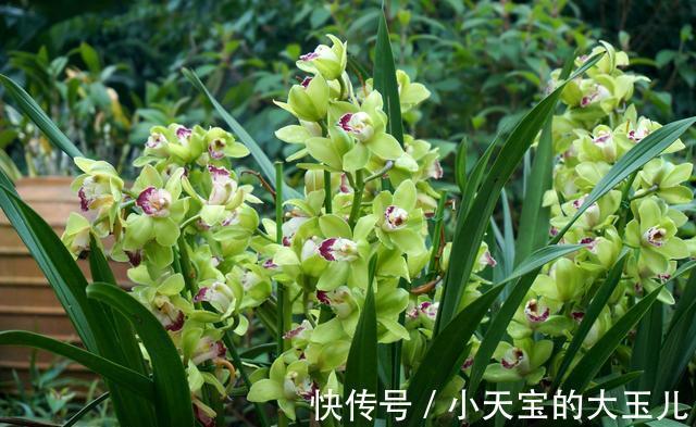 这五种盆栽,除了第二种,其他的大多数花友都没养过