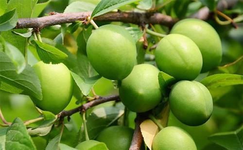 女性害怕“老得快”？坚持吃这“4物”，美白祛斑抗皱防早衰