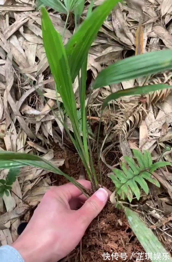 石头野草捡回家,胶水一粘变盆栽,比买的还好看!