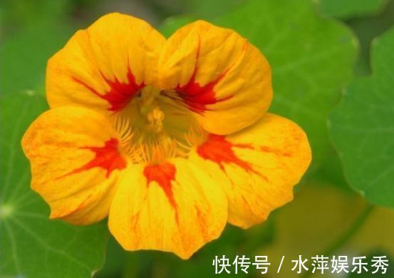 家养此款花卉，花期长易打理，花色鲜艳夺目，沾点水就疯长