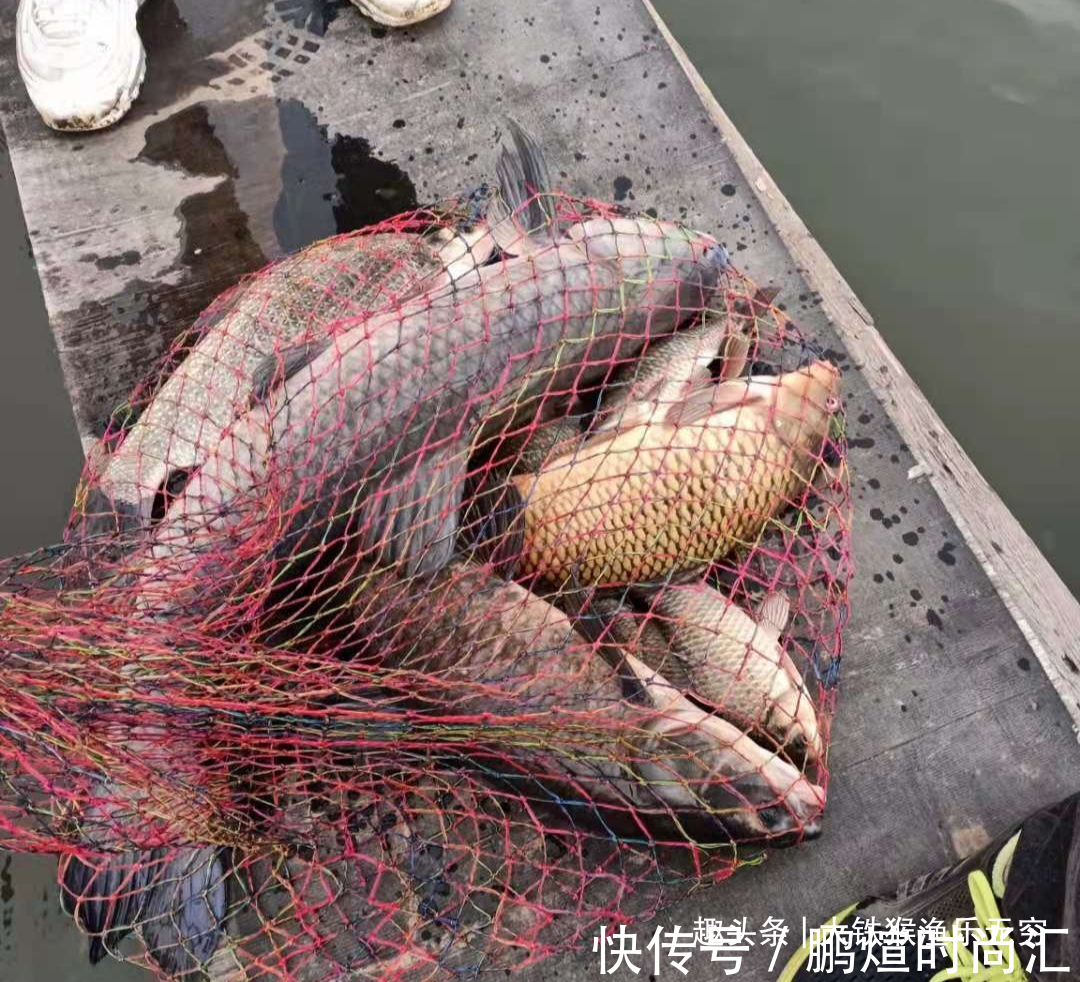 这才是玉米最牛用法，学会之后，狂拔大鲤鱼十拿九稳哦！