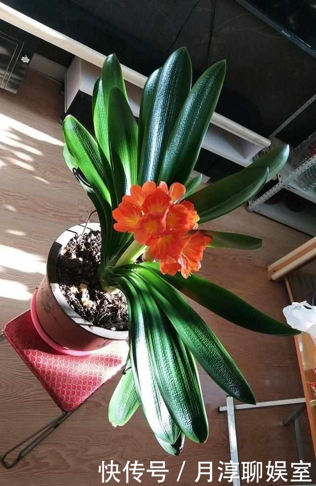养护君子兰有小技巧,您得给它照一照,全年可开花,不踩雷