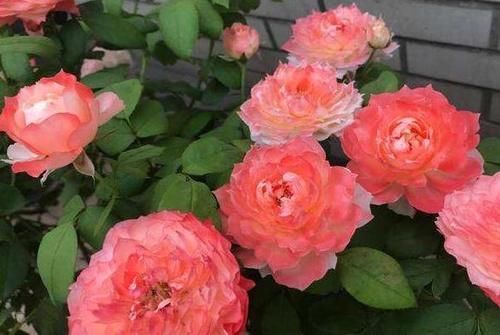 室内养花草总生虫怎么办?舍得做到“这点”,就不用搬出屋了