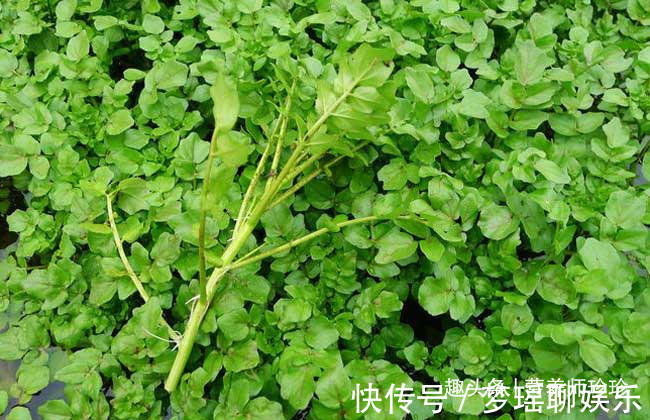 雞血藤|農村野草皆是寶，除了艾草和益母草，這些野菜對女性也有幫助哦