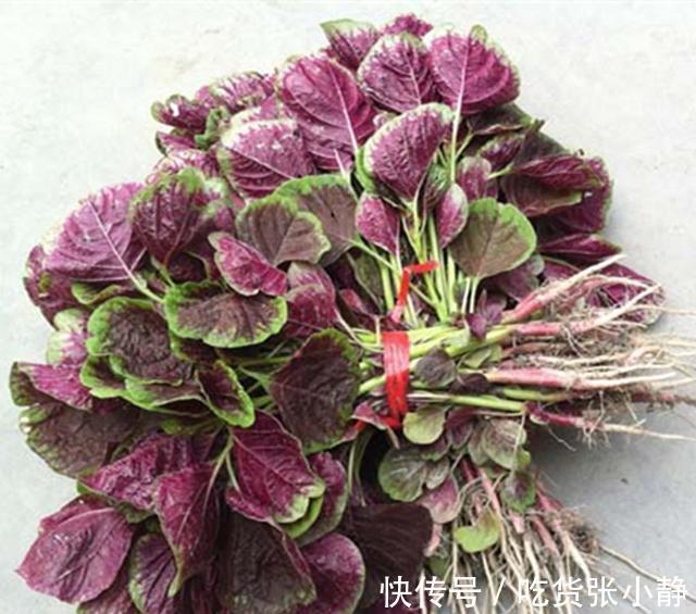6种绿叶菜,“菜根”不要扔,种到花盆里,20天左右就能摘着吃