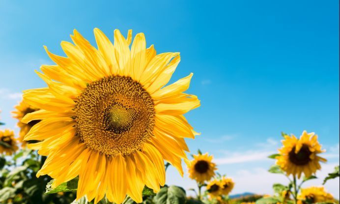 幸福的味道|未来一周,吉兆频现,事业有成,运势重新洗牌,非富即贵的3星座