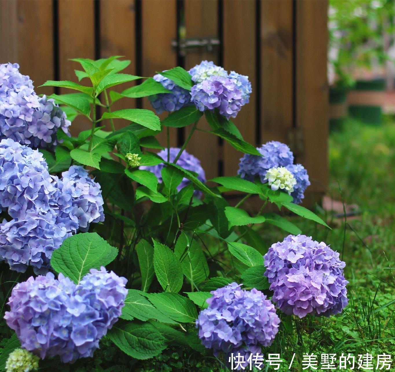  长势|冬季的绣球花，有一步不能做，开春长势更好，花球大，花更多