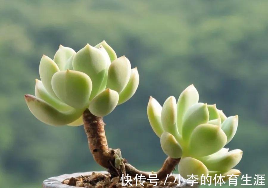 肉肉|要想成为一名合格的肉友,你还需要知道这些黑话