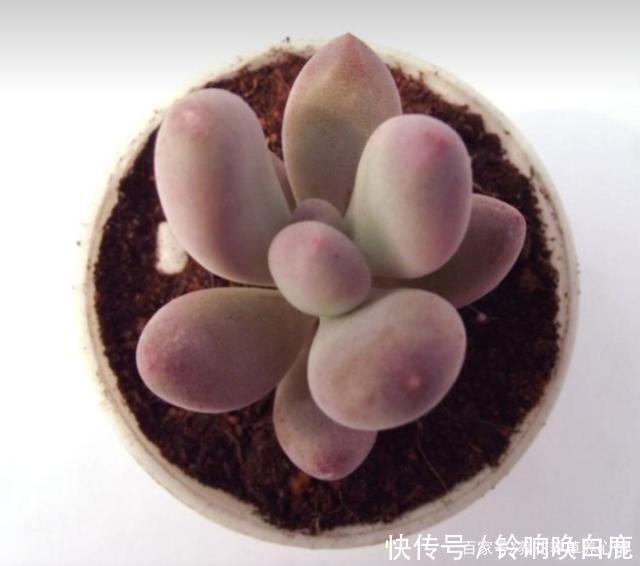 秋天就买这8种多肉,叶片变得红红的,好漂亮