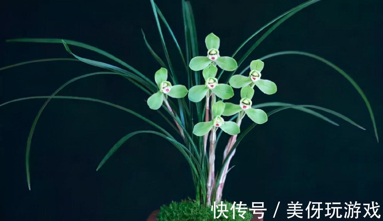 兰花瓣型详细解说，快来瞧瞧您养的兰花是什么瓣型吧