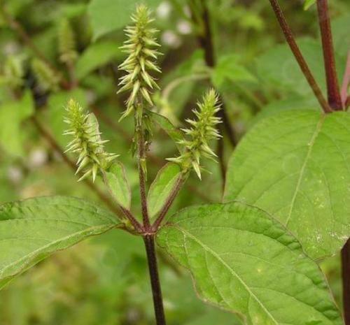 牛膝|老中医献方:一味药养膝盖,缓解僵、痛、冷,让你的膝盖能屈能伸