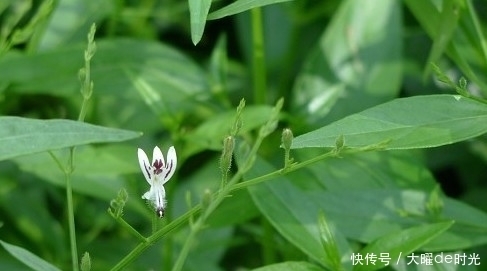 长得矮小，作用却不小，既是花卉，也是药，清热解毒效果好！