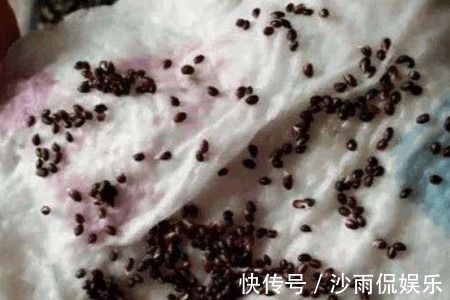 爆盆|挖一勺猕猴桃塞盆里，谁知道一星期长爆盆，邻居以为花钱买的盆栽