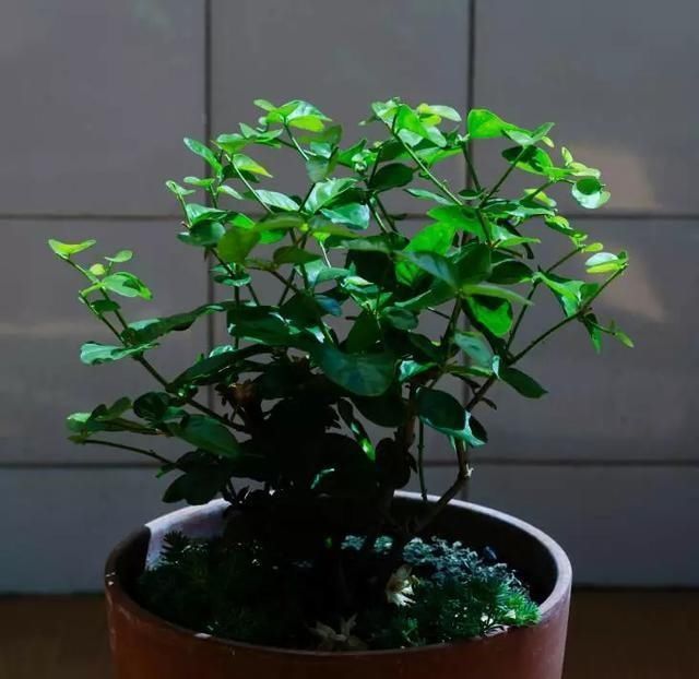 花友们,茉莉花期的时候,4件事万万不能做,不然花苞呼呼落