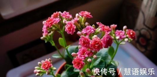 鱼腥水|长寿花无花苞,套个塑料袋,盆里浇点“特制水”,花苞长不停!