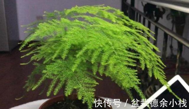 盆栽文竹容易焦叶枯萎，从4点入手，避免就能养“繁茂”