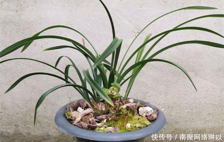 柳树枝|养兰花,给它喷点“生根水”,大白根直冒,长得肥肥壮壮!