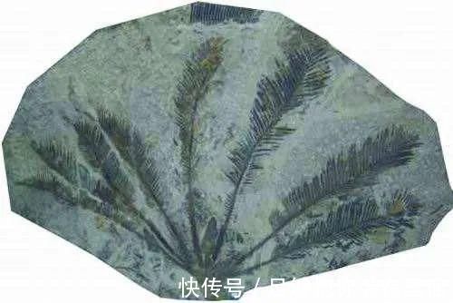 植物刺|有刺植物的刺是如何起源和演变的？有什么类型和效用？