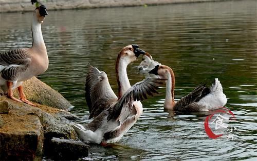 法国鹅肝那么贵,为什么没人吃中国的?吃货:差距可不是一点