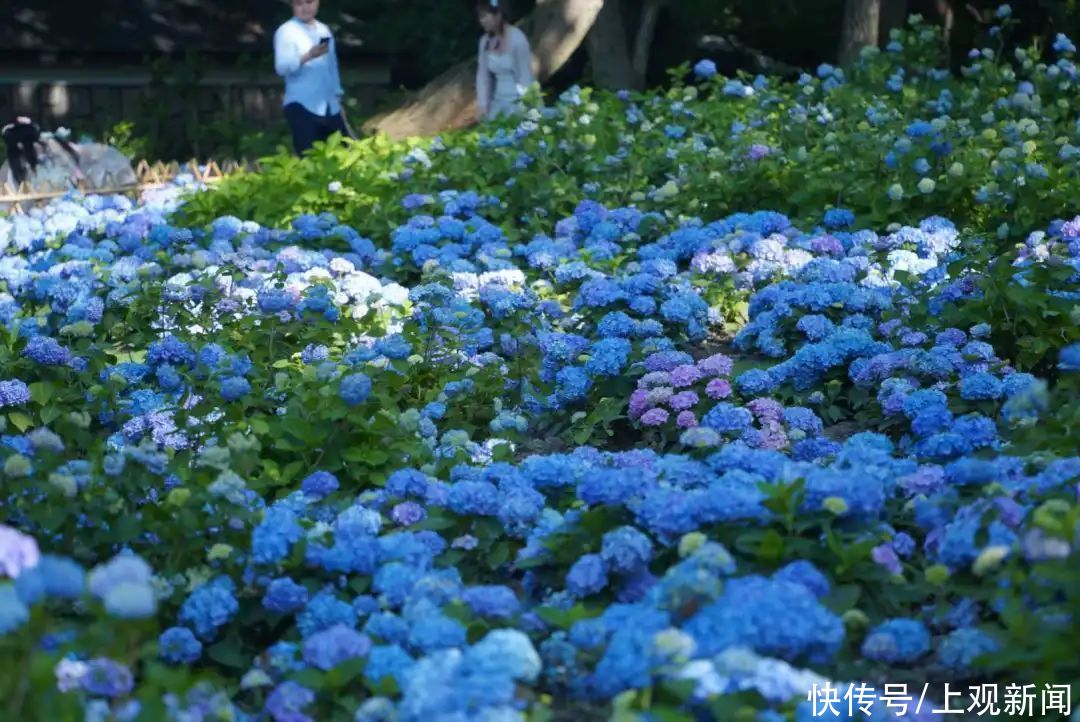 入园|这里两万余株八仙花进入最佳观赏期，周末安排上