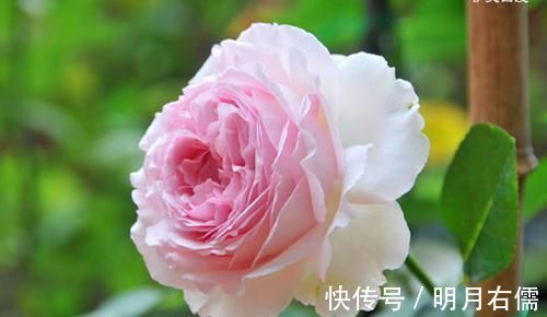 适合新手养的3种花，花大色艳，一年多次开花，物美价廉