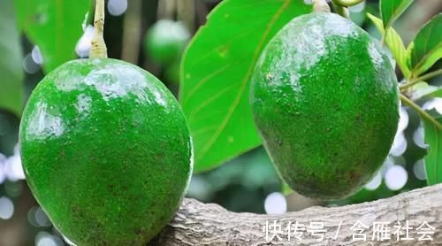 油酸|每天晚上多吃3种食物，排毒养颜、延缓衰老，早吃早健康！