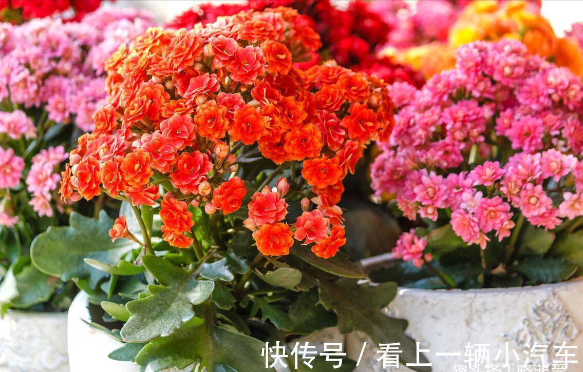 养花要舍得剪!入冬前,5种花剪一剪,有利于过冬和开花