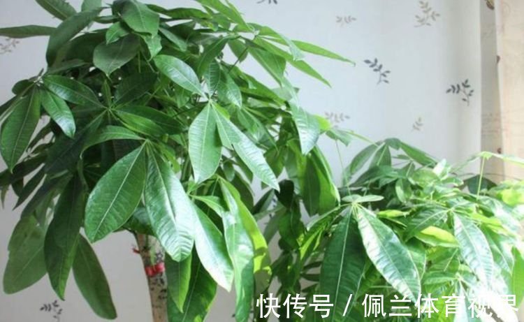 家里就养3种花，高端大气又旺财，2021年鸿运当头，福运迎门！