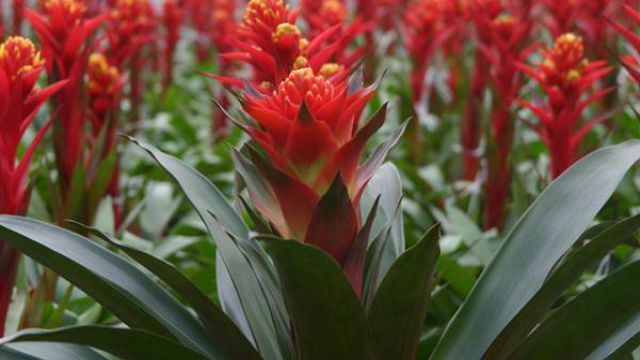 此花是寓意着热情的花,是无数人民内心的希望,是红色的火炬