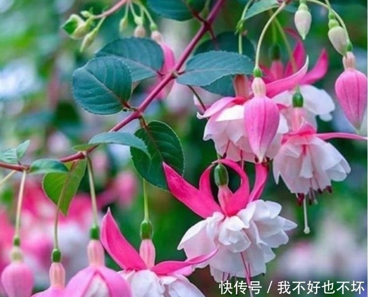 大花蕙兰|4种花好养又漂亮,一开就是200多天,一开花就停不下来